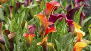 5 flores ideales para el día de todos los santos. Las Calas