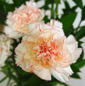 5 flores ideales para el día de todos los santos. El Clavel