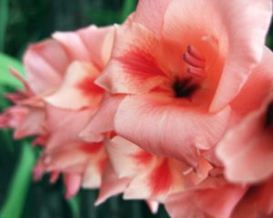 5 flores ideales para el día de todos los santos. Los gladiolos