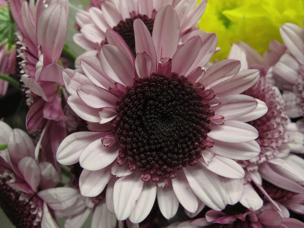 ¡Díselo con flores!: Desciframos cuál es su significado. CRISANTEMO